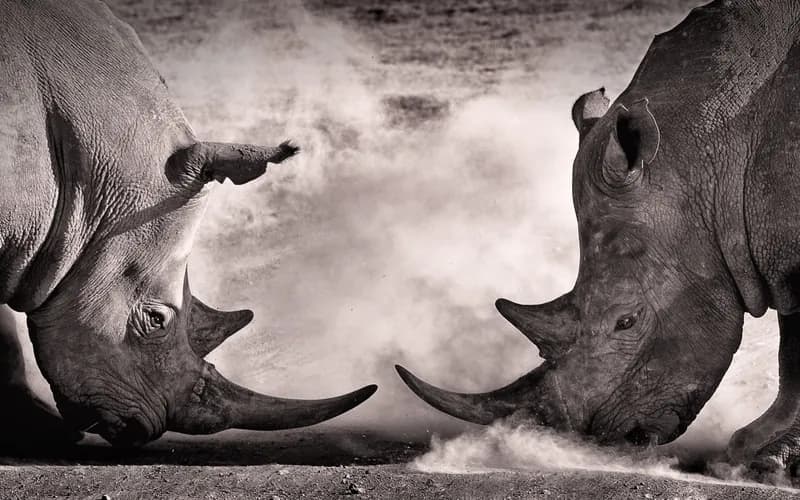 Hluhluwe-iMfolozi Park Safari Guide: Everything You Need to Know for Your Big 5 Adventure